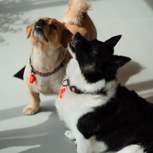 Divi neliela auguma suņi, kurus skatiens vērsts uz aug&scaron;u. Viens ir rudā krāsā, otrs - melnbalts.