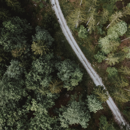 Ainava. Mežs. Ceļ&scaron;. Ceļ&scaron; vijas caur mežu.